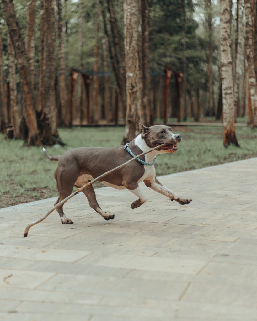 Side view of playful American Staffordshire Terrier with long stick in mouth running fast on pavement in park in daytime