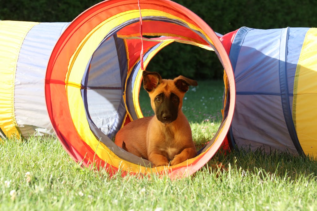 Atari my Malinois