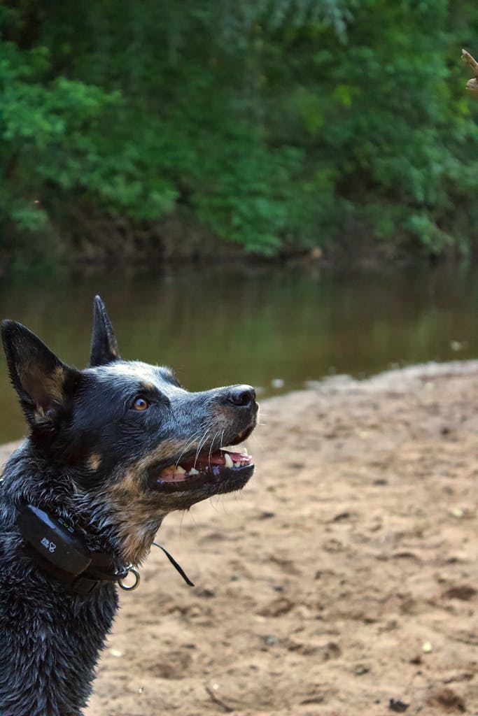 Wet Australian Cattle Dog looks excited by a riverside in Greenville, SC.